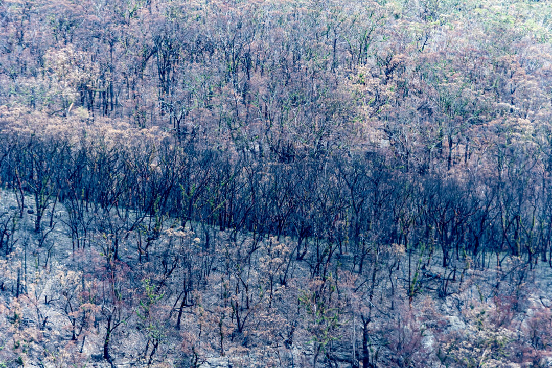 Morton - Currowan Fire of 2019-20