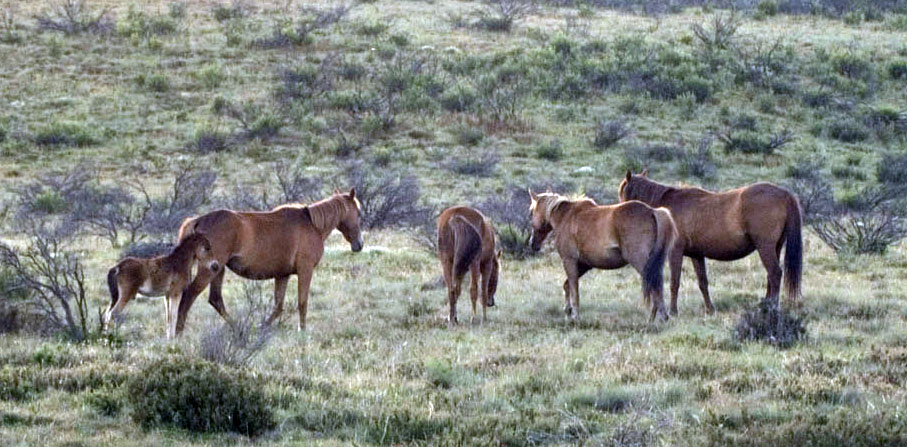 KNP Brumbies PK2010