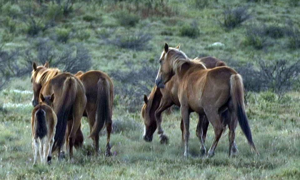 KNP Brumbies PK2010B